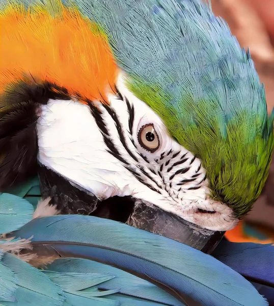 Uma Fotografia Papagaio Colorido Com Uma Cabeça Azul Verde Arara — Fotografia de Stock