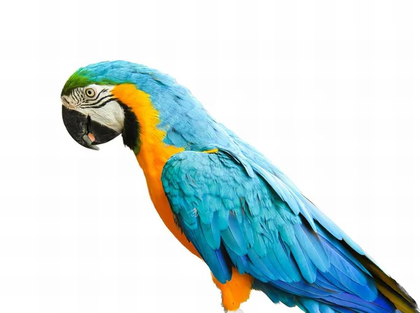 Fotografia Kolorowej Papugi Siedzącej Gałęzi Ptaka Piórami Niebieskimi Pomarańczowymi Białym — Zdjęcie stockowe