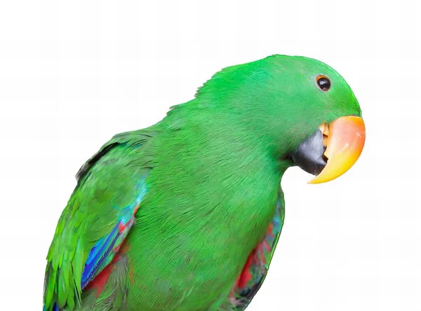 Фотографія Зеленого Папуги Жовтим Дзьобом Червоною Головою — стокове фото