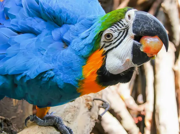 Фотографія Барвистого Папуги Відкритим Ротом Розтягнутими Крилами Маку Шматочком Фруктів — стокове фото
