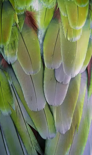 Fotografie Zblízka Ptačího Peří Macaw Peří Zelené Žluté Červeným Ocasem — Stock fotografie