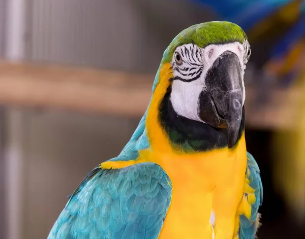 Fotografie Papouška Modrou Žlutou Tváří Papouška Modrou Žlutou Tváří Zeleným — Stock fotografie