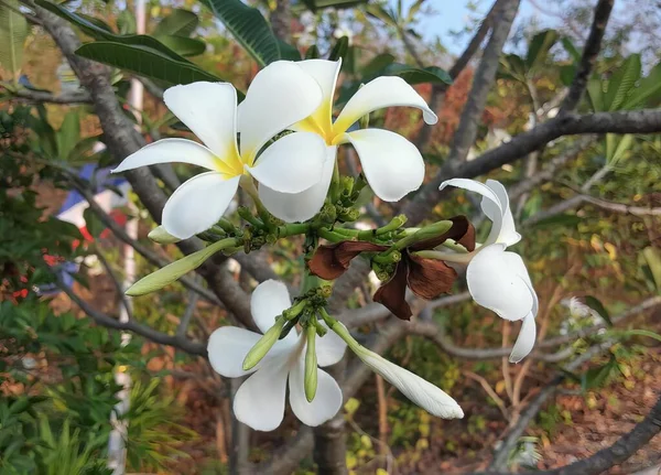 Φωτογραφία Ενός Λευκού Λουλουδιού Κίτρινα Κέντρα Ένα Δέντρο Λουλούδια Carphophis — Φωτογραφία Αρχείου