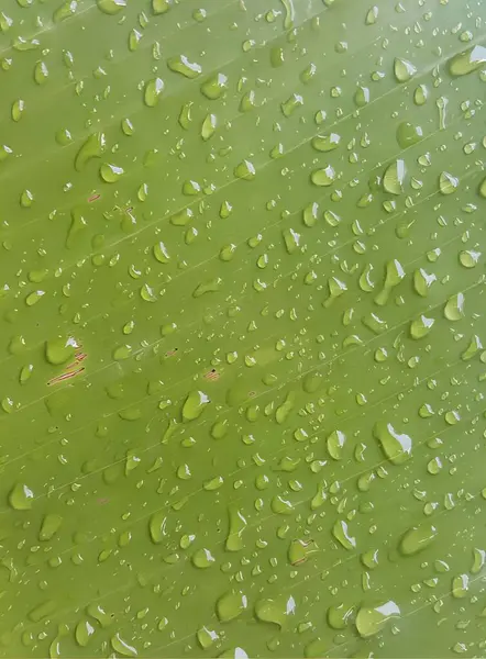 緑の表面に水滴が付いている写真です 緑のボウルに水滴が付いているバナナの葉 — ストック写真