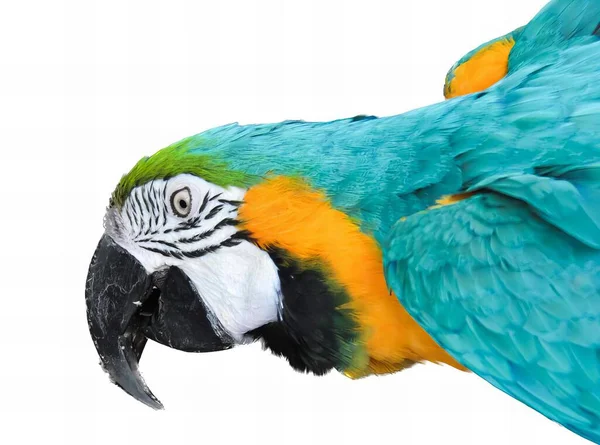 Fotografia Papugi Niebiesko Żółtymi Piórami Papuga Niebiesko Żółtymi Piórami Białym — Zdjęcie stockowe