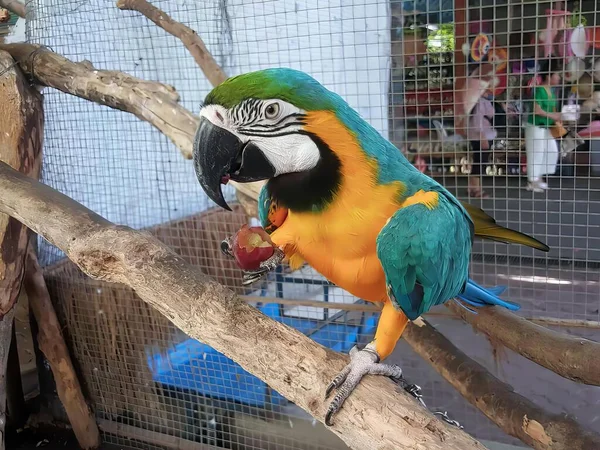 Uma Fotografia Papagaio Comendo Pedaço Fruta Galho Ave Arara Comendo — Fotografia de Stock