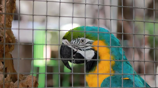 Fotografie Unui Papagal Într Cușcă Privind Camera Macaw Într Cușcă — Fotografie, imagine de stoc