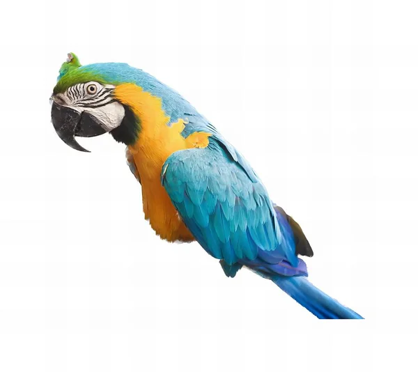 Photography Colorful Parrot Perched Branch Macaw Bird Blue Yellow Feathers — Stock Photo, Image