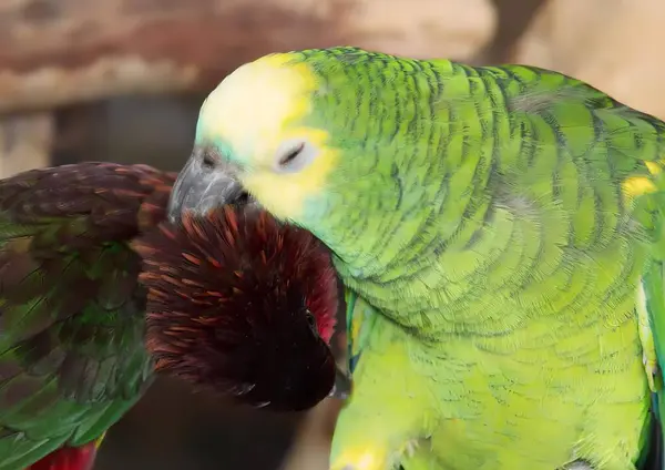앵무새의 사진은 앵무새의 물고있다 Macaws는 깃털과 비크와 녹색과 노란색입니다 — 스톡 사진