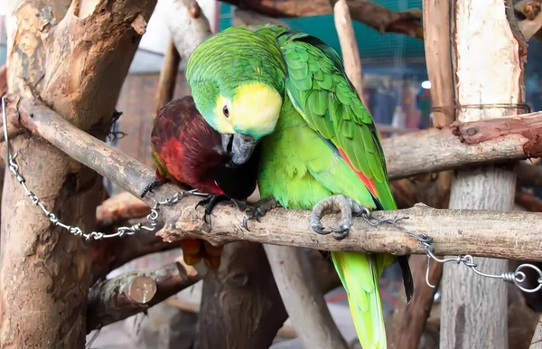 Bir Dalda Oturan Iki Kuşun Fotoğrafı Papağanlar Bir Kafeste Birlikte — Stok fotoğraf