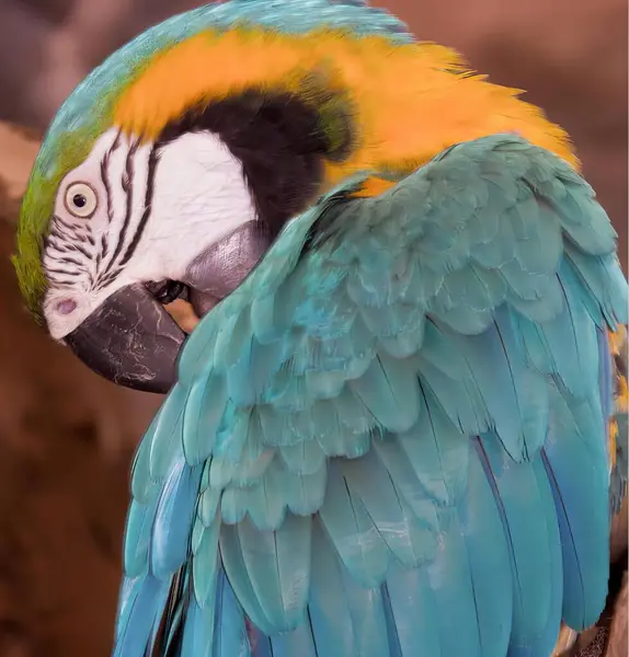 Uma Fotografia Papagaio Colorido Sentado Ramo Arara Com Penas Azuis — Fotografia de Stock