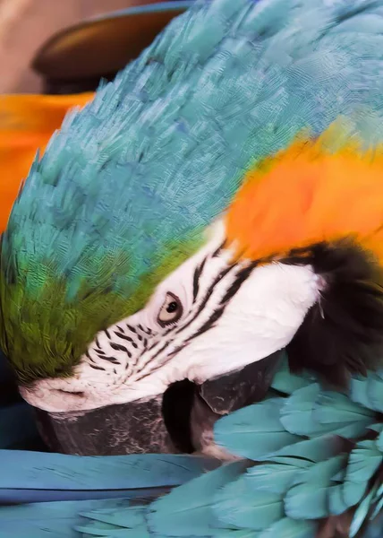 Fotografia Papugi Głową Piórach Papuga Niebieskimi Pomarańczowymi Piórami Jedząca Jedzenie — Zdjęcie stockowe