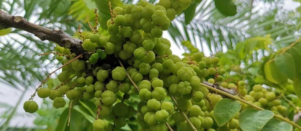 Fotografia Grona Zielonych Winogron Wiszących Drzewie Figurki Zielonych Winogron Wiszą — Zdjęcie stockowe
