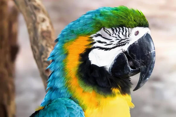 Uma Fotografia Papagaio Colorido Com Rosto Azul Amarelo Arara Com — Fotografia de Stock