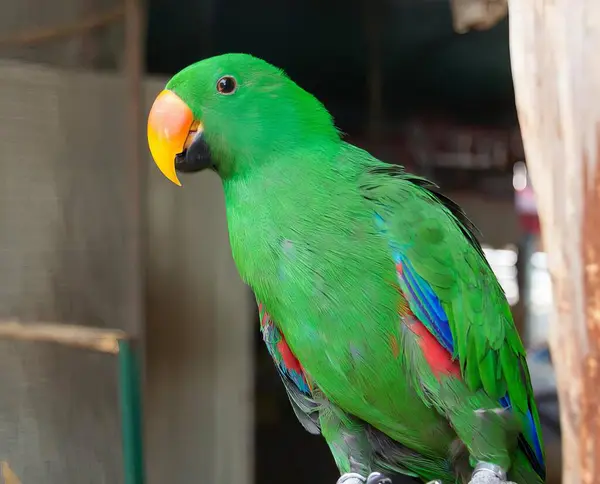 Fotografia Zielonej Papugi Żółtym Dziobem Siedzącym Grzędzie — Zdjęcie stockowe