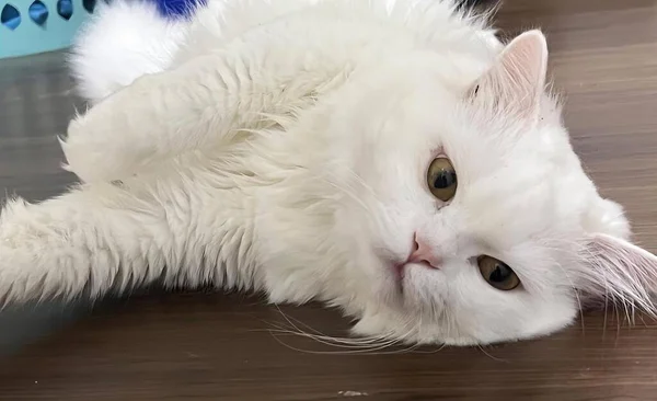 Фотография Белой Кошки Лежащей Столе Головой Столе — стоковое фото