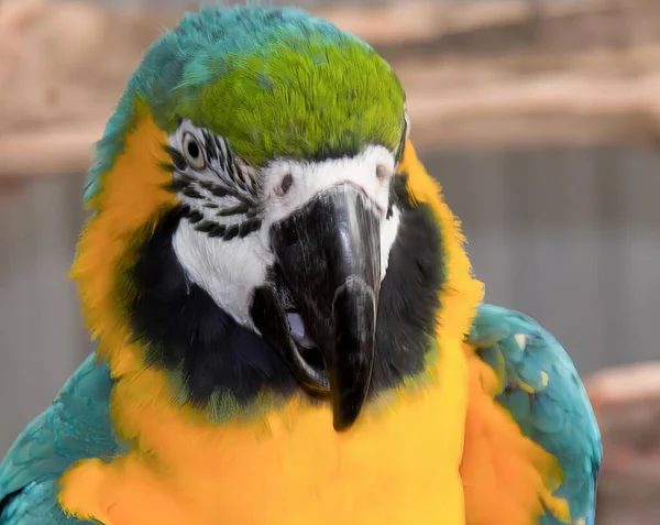 Uma Fotografia Papagaio Colorido Com Uma Cabeça Verde Amarela Arara — Fotografia de Stock