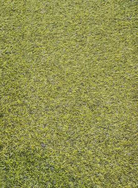 Фотография Человека Травяном Поле Фрисби Мячом Гольфа Зеленой Траве Поля — стоковое фото