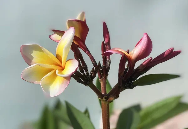 Una Fotografía Una Flor Con Centro Amarillo Pétalos Rosados Colibrí — Foto de Stock