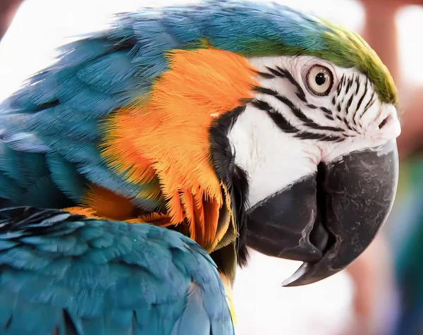 a photography of a colorful parrot with a blue and orange face, macaw with orange and blue feathers sitting on a perch.