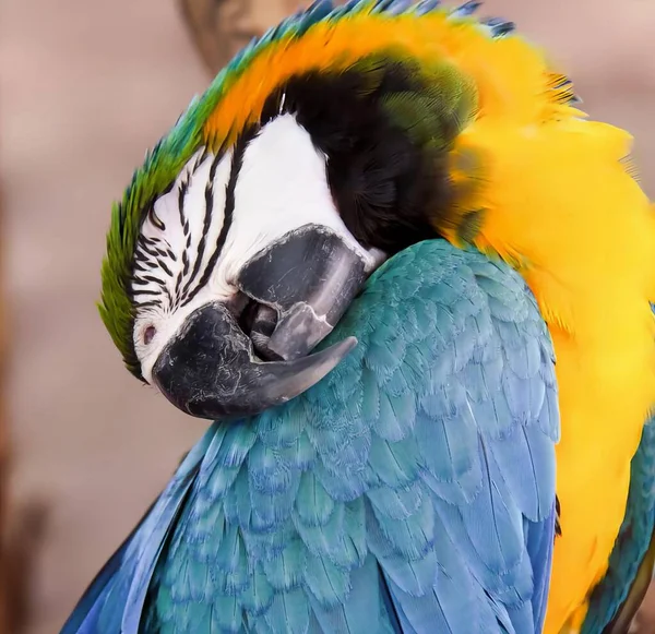 Фотографія Барвистого Папуги Чорним Обличчям Жовтим Пір — стокове фото