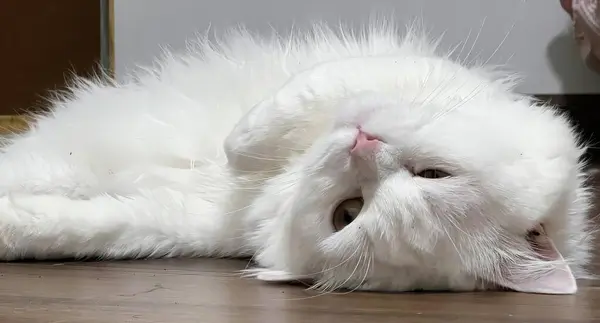 床に頭を置いた白い猫の写真です — ストック写真