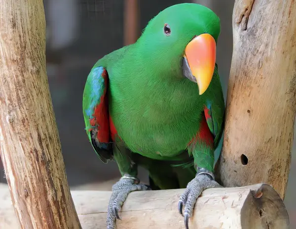 Fotografia Zielonej Papugi Siedzącej Gałęzi Drzewa Papuga Siedząca Gałęzi Jasnozielonym — Zdjęcie stockowe