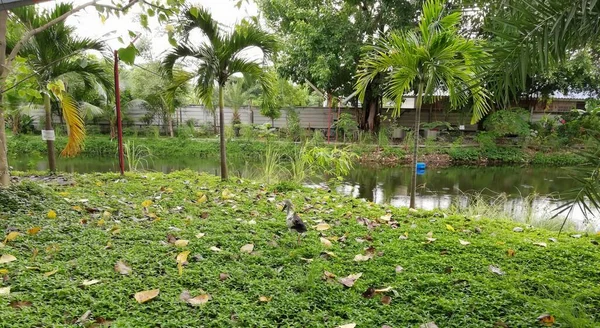a photography of a bird sitting on the ground in a garden, lakeshore with a pond and a bird in the middle of it.