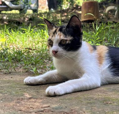 Çimenlerin üzerinde yatan bir kedinin fotoğrafı. Bir ağacın gölgesinde yerde yatan Mısırlı bir kedi..