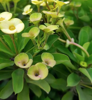 Yeşil yapraklı bir demet sarı çiçeğin fotoğrafı. Bahçede sarı çiçekli bir bitkinin saksısı..