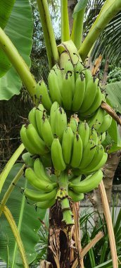 Ağaçtan sarkan bir grup muzun fotoğrafı. Bir grup olgunlaşmamış muzun asılı olduğu muz ağacı..