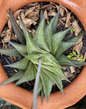 Bir saksının içinde, yerde yaprakları olan bir bitkinin, yerde duran küçük bir bitkinin fotografı..