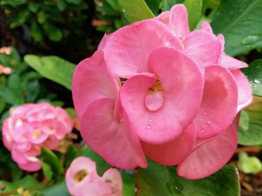 Üzerinde su damlaları olan pembe bir çiçeğin, pembe çiçekli bir saksının ve bahçedeki yeşil yaprakların fotoğrafı..