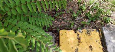 Yeşil bir bitkinin yanında oturan sarı yangın musluğunun fotoğrafı..