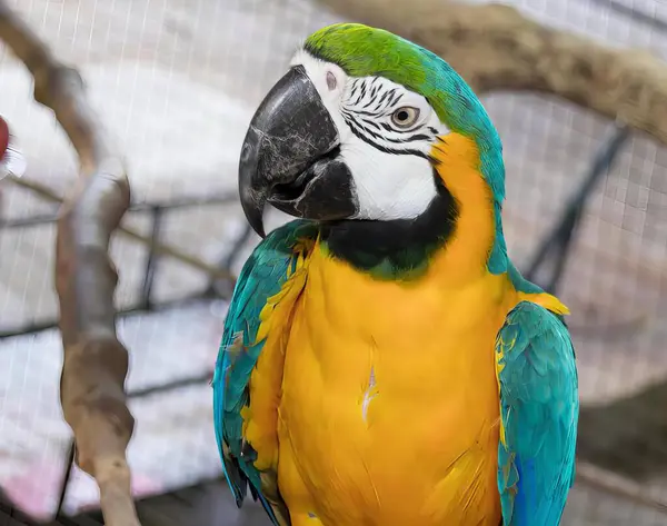 Fotografia Barwnej Papugi Siedzącej Gałęzi Klatce Ptaka Żółtymi Niebieskimi Piórami — Zdjęcie stockowe