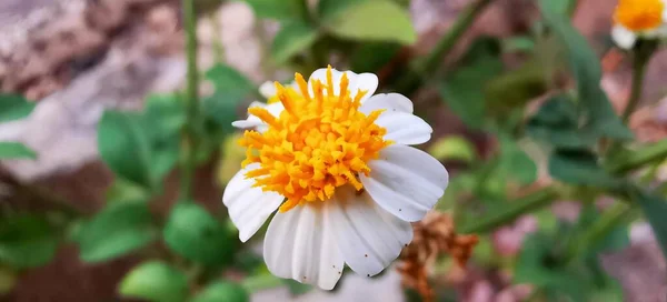 Fotografia Białego Kwiatu Żółtym Centrum Otoczonym Zielonymi Liśćmi — Zdjęcie stockowe