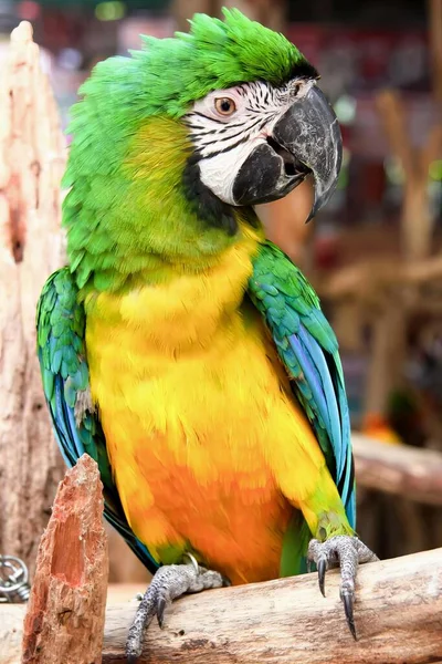 Ett Fotografi Färgglad Papegoja Som Sitter Gren Ett Zoo Makaw — Stockfoto