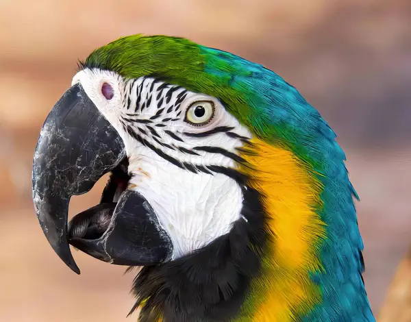Uma Fotografia Papagaio Colorido Com Bico Muito Grande Arara Com — Fotografia de Stock