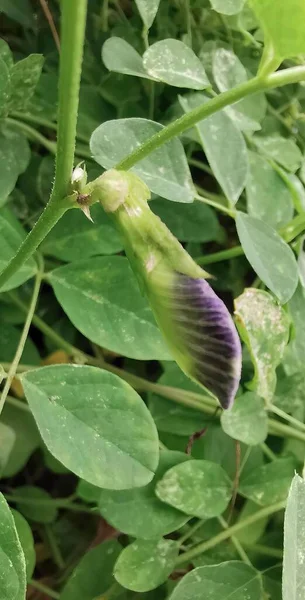 Una Fotografía Una Flor Púrpura Creciendo Una Planta Verde Serpiente — Foto de Stock
