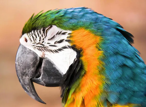 Фотографія Барвистого Папуги Дуже Великим Дзьобом Маку Барвистою Головою Синьо — стокове фото