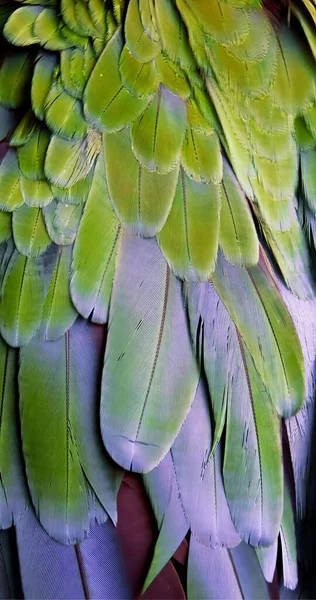 앵무새의 깃털의 클로즈업의 마카오 깃털은 비크와 녹색과 노란색입니다 — 스톡 사진