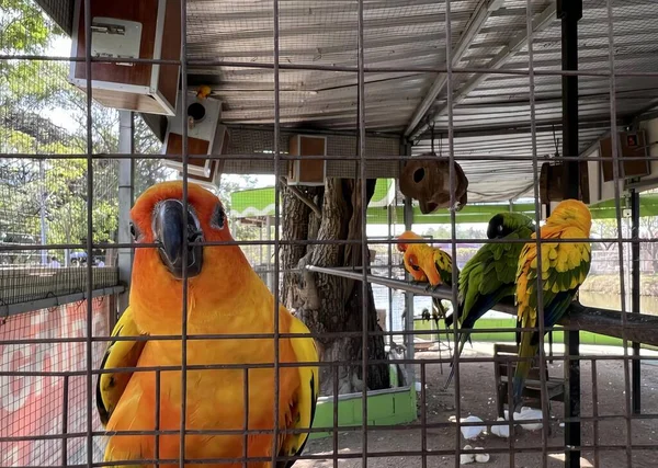 a photography of a couple of birds sitting on top of a cage, macaws in a cage at a bird park with a bird feeder.