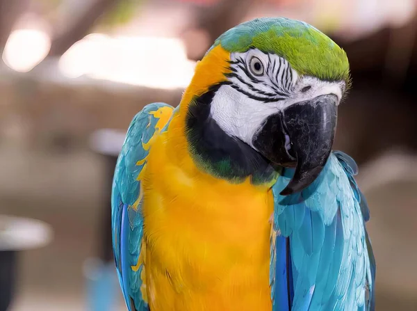Fotografia Barwnej Papugi Siedzącej Grzędzie Jasnoniebieskimi Żółtymi Piórami Siedzącej Grzędzie — Zdjęcie stockowe