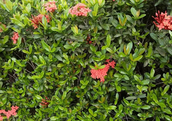 Photography Bush Red Flowers Green Leaves Flowerpots Growing Bush Green — Stock Photo, Image