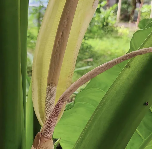 a photography of a banana plant with a flower and a green leaf, snail crawling on a banana plant with a green background.