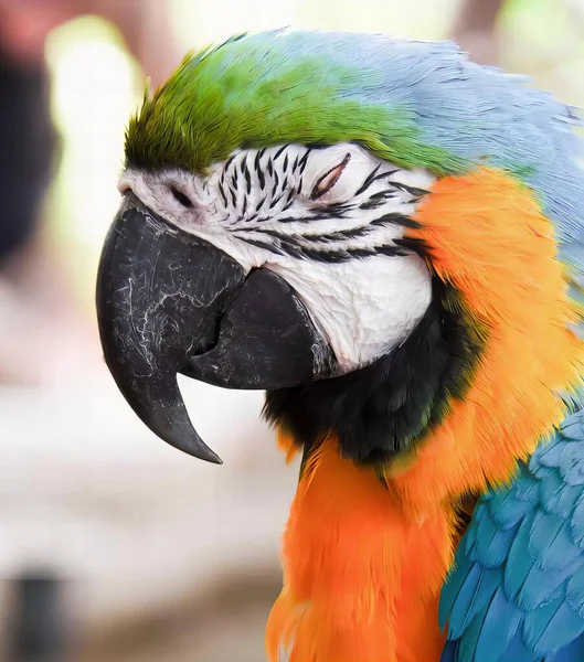 Fotografia Barwnej Papugi Bardzo Dużym Dziobem Macaw Kolorowymi Piórami Czarnym — Zdjęcie stockowe