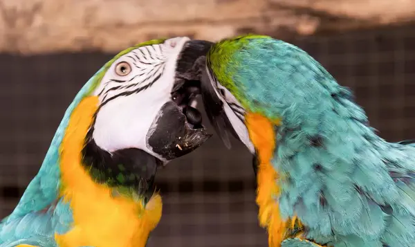 Ett Fotografi Två Papegojor Rörande Varandra Med Sina Näbbar Macaws — Stockfoto