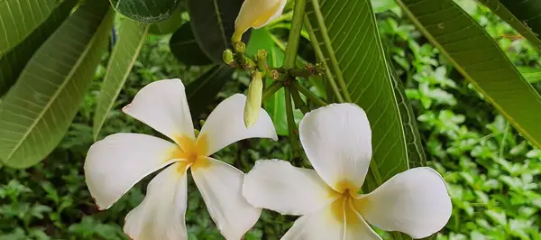 Una Fotografía Dos Flores Blancas Con Centros Amarillos Árbol Flores —  Fotos de Stock