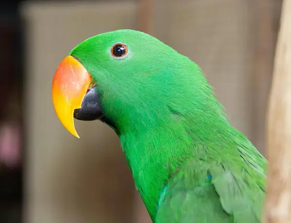 Fotografia Zielonej Papugi Żółtym Dziobem Lorikeet Jasnozielonymi Piórami Pomarańczowym Dziobem — Zdjęcie stockowe