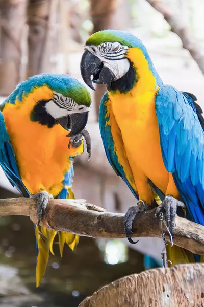 Photography Two Colorful Birds Sitting Branch Together — Stock Photo, Image